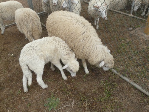 Finca Experimental de Garafía