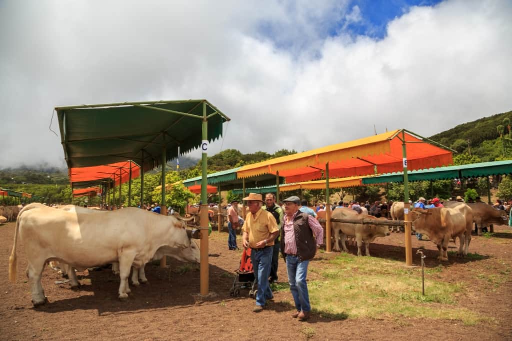 Garafía subasta las parcelas para los ventorrillos y auto-bares de San Antonio del Monte