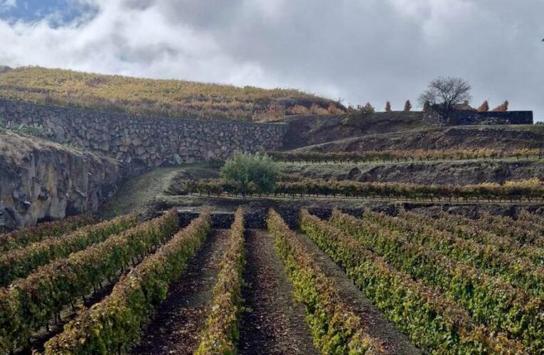 Garafía impulsa un taller gratuito sobre viticultura regenerativa dentro de su Plan de Activación Agraria